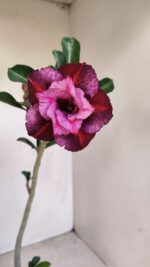 Planta Dobrada 3434 – 35cm – 02 anos