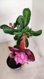 Planta Dobrada 3434 – 35cm – 02 anos - Imagem 4