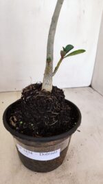 Planta Dobrada 3434 – 35cm – 02 anos - Imagem 5