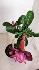 Planta Dobrada 3434 – 35cm – 02 anos - Imagem 6