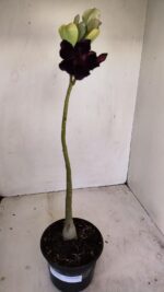 Planta Dobrada 3435 – 35cm – 03 anos - Imagem 2