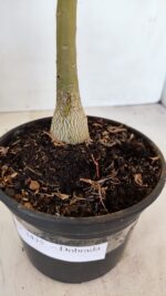 Planta Dobrada 3435 – 35cm – 03 anos - Imagem 6