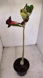 Planta Dobrada 3435 – 35cm – 03 anos - Imagem 5