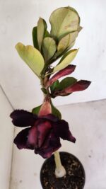 Planta Dobrada 3435 – 35cm – 03 anos - Imagem 4