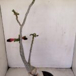 Planta Dobrada 3436 – 40cm – 03 anos