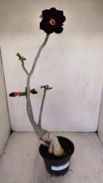 Planta Dobrada 3436 – 40cm – 03 anos