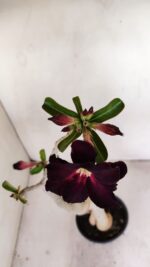 Planta Dobrada 3436 – 40cm – 03 anos - Imagem 4