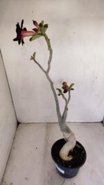 Planta Dobrada 3436 – 40cm – 03 anos - Imagem 8