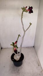 Planta Dobrada 3436 – 40cm – 03 anos - Imagem 6