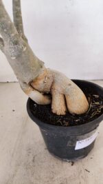 Planta Dobrada 3436 – 40cm – 03 anos - Imagem 7