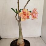 Planta Dobrada 3437 – 35cm – 03 anos