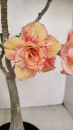 Planta Dobrada 3437 – 35cm – 03 anos - Imagem 3