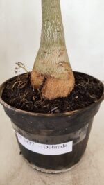 Planta Dobrada 3437 – 35cm – 03 anos - Imagem 6