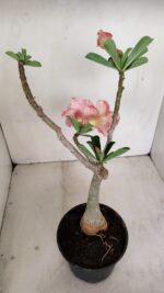 Planta Dobrada 3437 – 35cm – 03 anos - Imagem 5