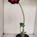 Planta Dobrada 3438 – 30cm – 02 anos