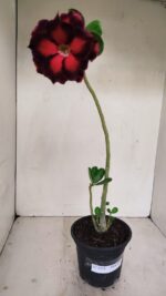 Planta Dobrada 3438 – 30cm – 02 anos