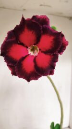 Planta Dobrada 3438 – 30cm – 02 anos - Imagem 3