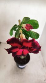 Planta Dobrada 3438 – 30cm – 02 anos - Imagem 4