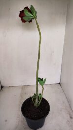 Planta Dobrada 3438 – 30cm – 02 anos - Imagem 5