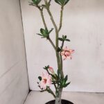 Planta Dobrada 3439 – 35cm – 03 anos