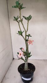 Planta Dobrada 3439 – 35cm – 03 anos