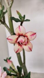 Planta Dobrada 3439 – 35cm – 03 anos - Imagem 3