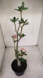 Planta Dobrada 3439 – 35cm – 03 anos - Imagem 4