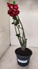 Planta Dobrada 3440 – 30cm – 02 anos - Imagem 2