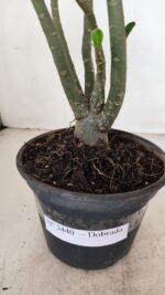 Planta Dobrada 3440 – 30cm – 02 anos - Imagem 7