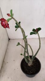 Planta Dobrada 3440 – 30cm – 02 anos - Imagem 6