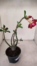 Planta Dobrada 3440 – 30cm – 02 anos - Imagem 5