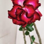 Planta Dobrada 3440 – 30cm – 02 anos