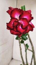 Planta Dobrada 3440 – 30cm – 02 anos