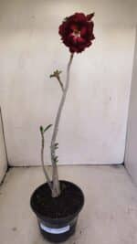 Planta Dobrada 3448 – 35cm – 03 anos - Imagem 2