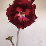 Planta Dobrada 3448 – 35cm – 03 anos