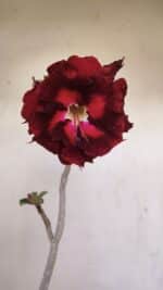 Planta Dobrada 3448 – 35cm – 03 anos