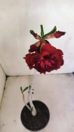 Planta Dobrada 3448 – 35cm – 03 anos - Imagem 4