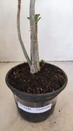 Planta Dobrada 3448 – 35cm – 03 anos - Imagem 6