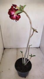 Planta Dobrada 3448 – 35cm – 03 anos - Imagem 5