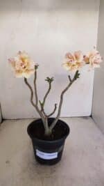 Planta Dobrada 3449 – 30cm – 03 anos - Imagem 2