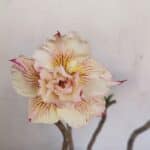 Planta Dobrada 3449 – 30cm – 03 anos