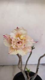 Planta Dobrada 3449 – 30cm – 03 anos