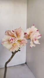 Planta Dobrada 3449 – 30cm – 03 anos - Imagem 4