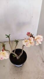 Planta Dobrada 3449 – 30cm – 03 anos - Imagem 7