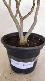 Planta Dobrada 3449 – 30cm – 03 anos - Imagem 6