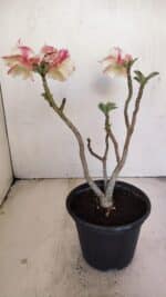 Planta Dobrada 3449 – 30cm – 03 anos - Imagem 5