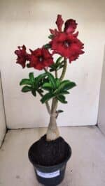 Planta Dobrada 3450 – 35cm – 03 anos - Imagem 2