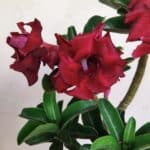 Planta Dobrada 3450 – 35cm – 03 anos