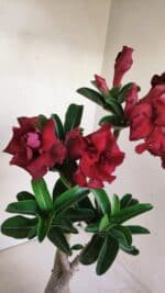 Planta Dobrada 3450 – 35cm – 03 anos - Imagem 6