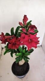 Planta Dobrada 3450 – 35cm – 03 anos - Imagem 5